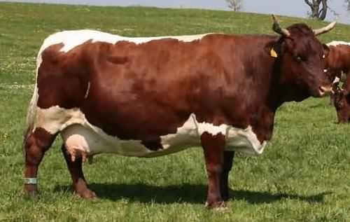 [http://www.rengab-dairymeat.info/media/images/Pinzgauer-cow.jpg]